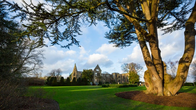 Cedar tree in winter on the main lawn at Nymans
